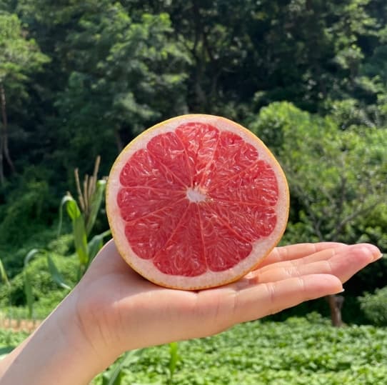 자몽