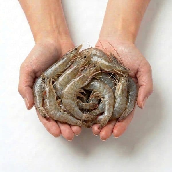 흰다리 새우